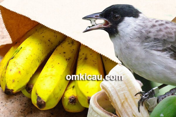 tips mematangkan buah pisang tips mematangkan buah pisang
