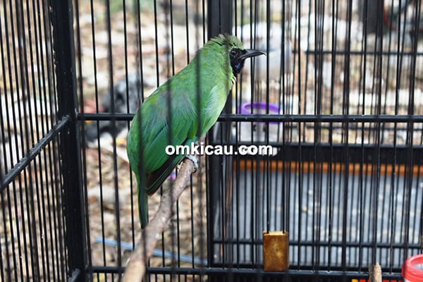 cucak ijo Gedang Godog