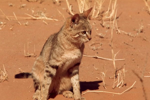 Нубийская кошка