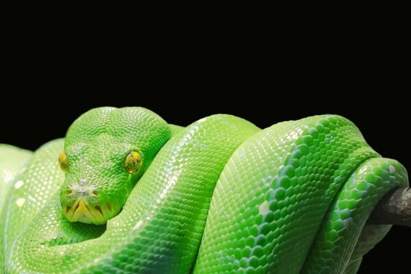 foto di serpenti