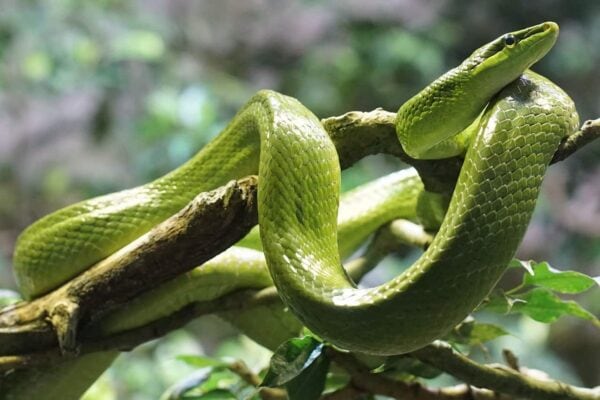 serpenti
