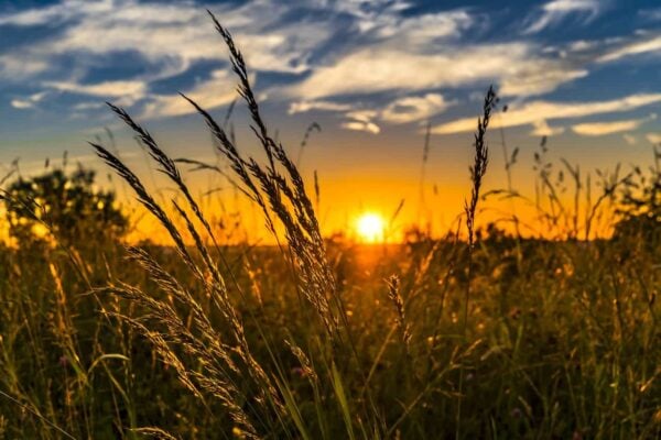 come fotografare l'erba