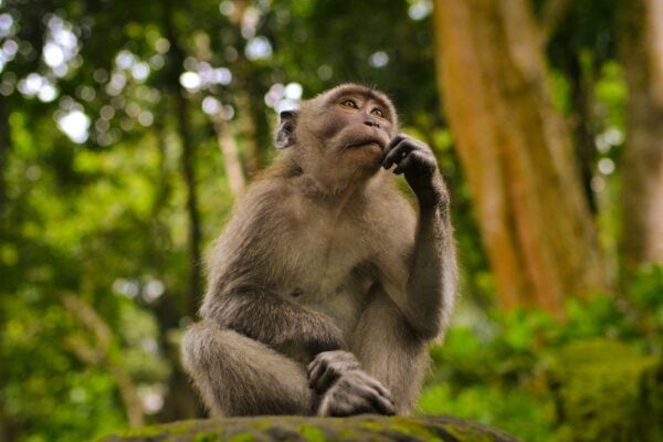 I shot this in Monkey Forest Bali, Indonesia. I saw the monkey just sat and give it a good shoot, this came out from the camera.