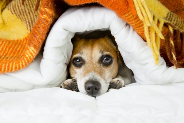 weighted blankets why to use with autism dog under a weighted blanket