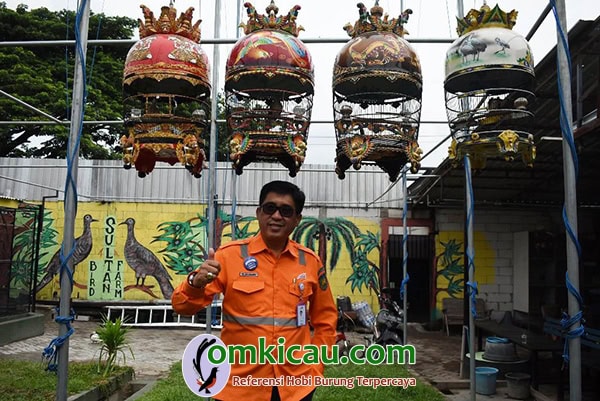 cara ternak burung perkutut