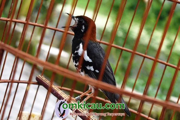 punglor kembang Serdadu