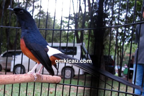 Muri batu Anatta