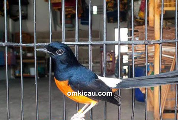 Murai batu L940