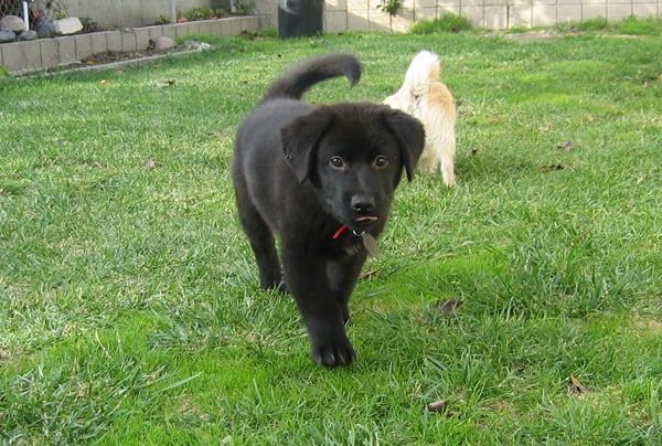 Linus = time for a new dog friendly car Linus = time for a new dog friendly car