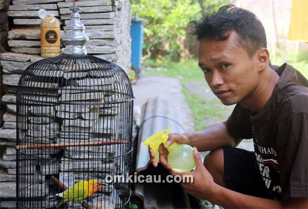 Perawatan lovebird SS