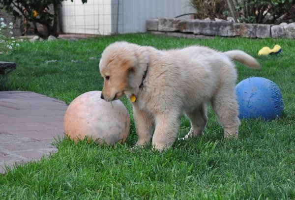 Apache A Golden Retriever Puppy Apache A Golden Retriever Puppy