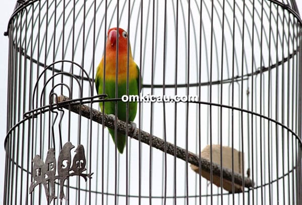 Lovebird Bravest Boy