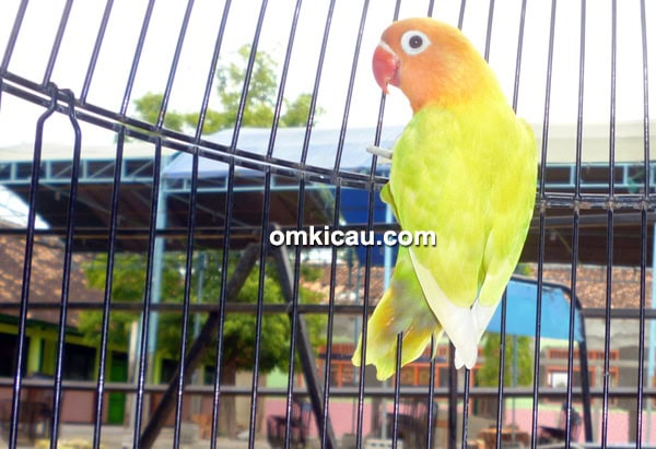 Lovebird Shehrazat