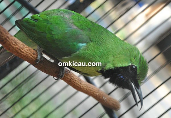 Cucak hijau Casper