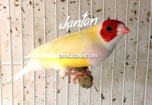 penangkaran gould amadin Trisakti BF Jakarta