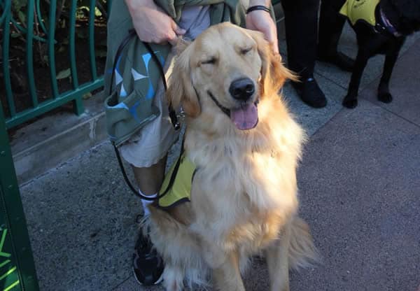 Apache Golden Retriever Apache Golden Retriever