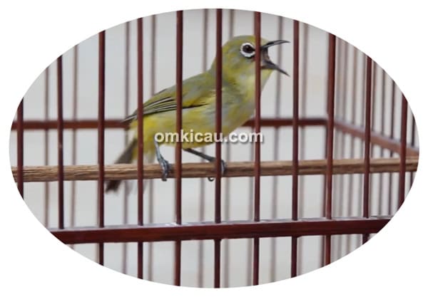 Pleci Kipas Sakti