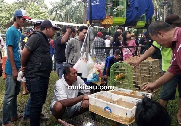 Anakan tengkek buto Aviary Jaya