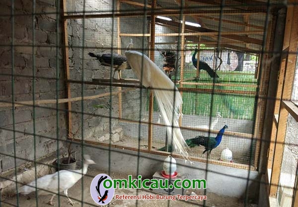 kandang ternak burung merak