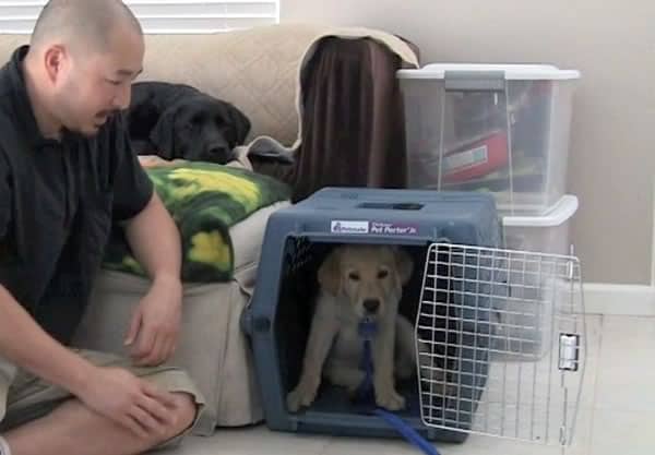 calming a puppy in a crate