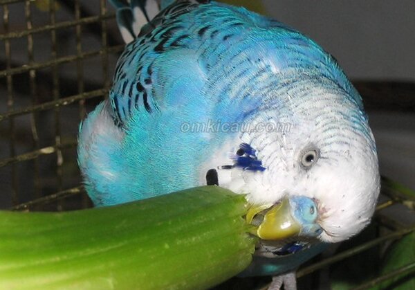 burung pemakan biji bijian burung pemakan bijian