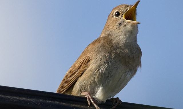 Burung nightingale