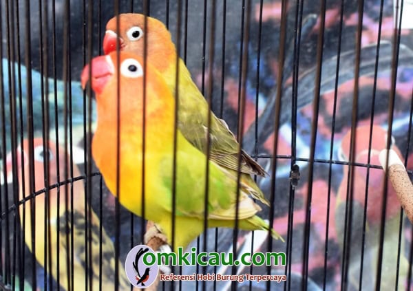 lovebird Solikin