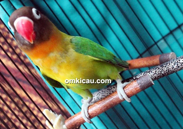 Lovebird Yuki