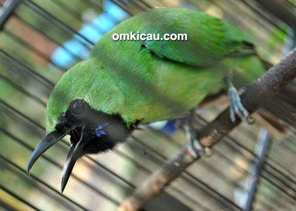 Cucak hijau Crystal