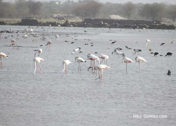 Flamingos in Bhilwara