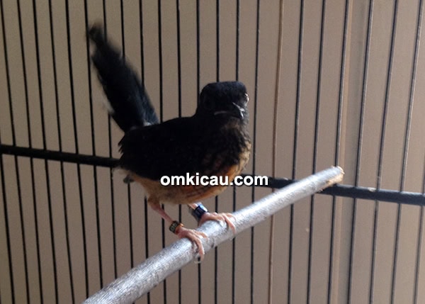 breeding murai batu Izumi BF Cibinong