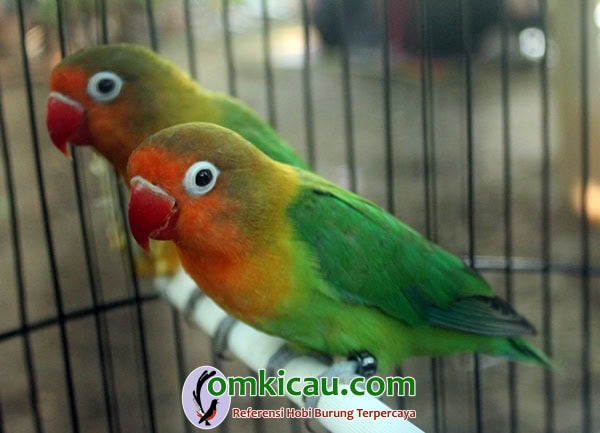 Lovebird Ontel