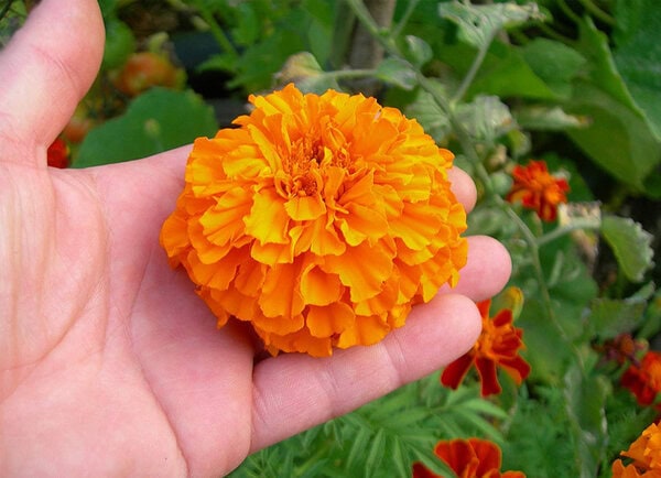 Ingin Menanam Bunga Marigold Berikut Ini Langkah Langkahnya