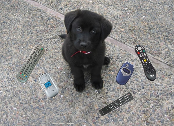 Aussie puppy likes eating electronics Aussie puppy likes eating electronics