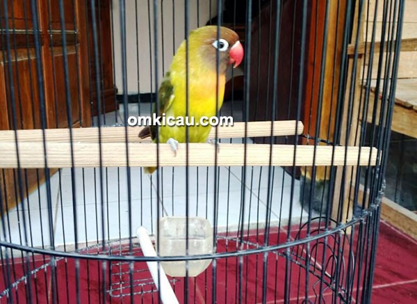 cara merawat burung lovebird