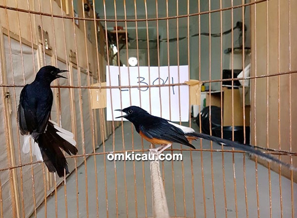 Breeding murai batu Pamela BF Temanggung
