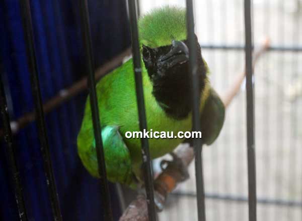 Cucak ijp Sigma Jupiter