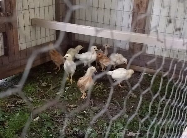 chicks huddled in corner of coop