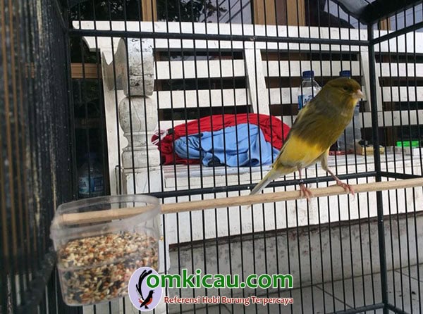 cara merawat burung kenari