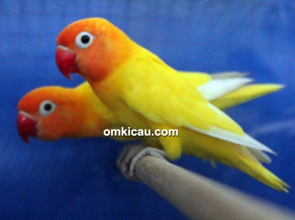 Brother Bird Shop