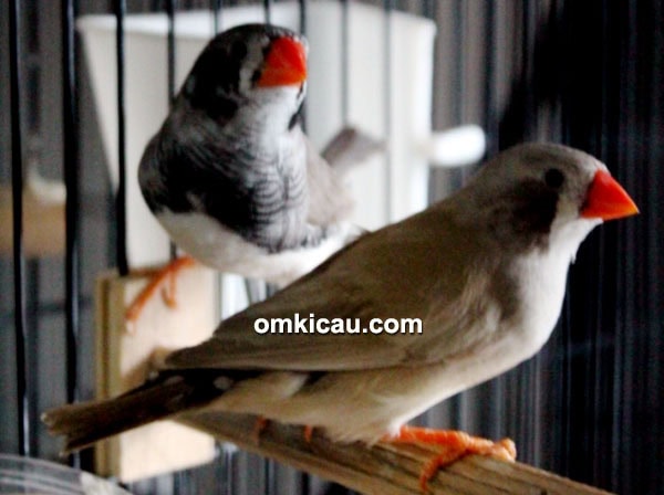 Pipit zebra / zebra finch