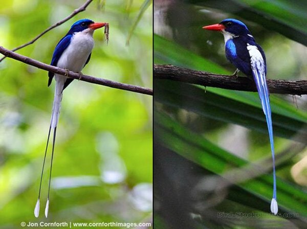 burung cekakak-pita biasa Penampilan burung cekakak-pita biasa yang cantik dengan ekornya yang panjang