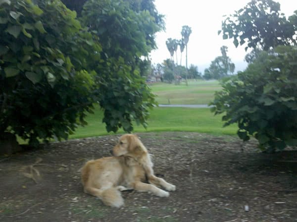 Apache on the golf course Apache on the golf course