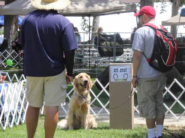 Puppy Trials Puppy Trials