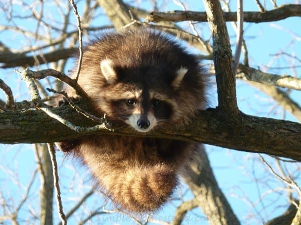 raccoon