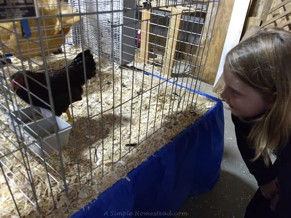 homestead update - county fair, viewing chickens