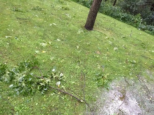homestead update - storm of July 20, 2019 - messy yard