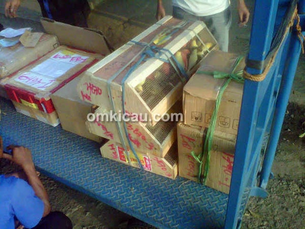 Raja Parkit Bumen BF Kebumen