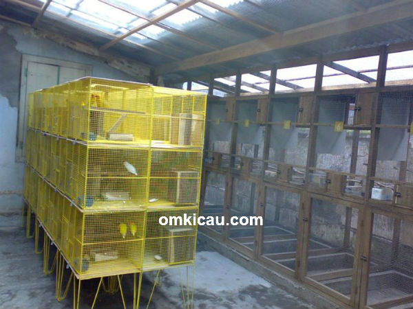 Kandang ternak lovebird LMS Solo