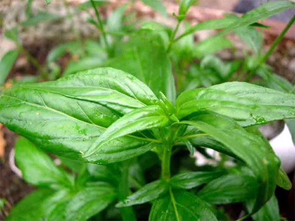 Daun sambiloto (Andrographis paniculata)